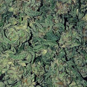 Buy Jamaican Pearl
