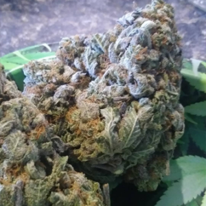 Lavender Haze