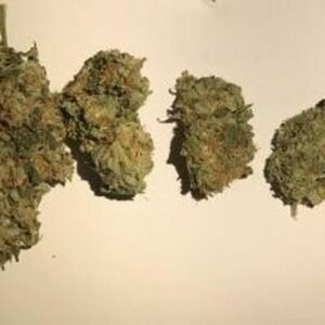 Critical Kush
