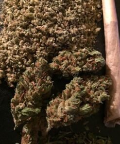 Buy Sensi Star